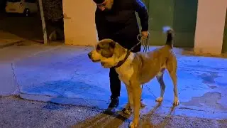 Йылдыз Ким район Ашхабад Туркменский Волкодав!