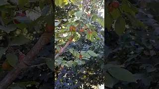 L'albero delle "olive" rosse