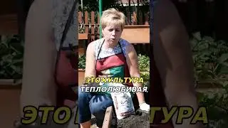 Выбор места для посадки перца: важность солнечного света и тепла