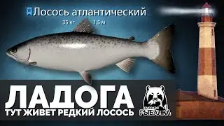 Русская Рыбалка 4 - Стрим. Ладога, место, где есть редкий Лосось атлантический