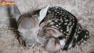 Новорожденный ланёнок в копытном семействе Тайгана. Newborn deer in the hoofed family of Taigan.