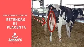 Como evitar e tratar retenção de placenta em vacas leiteiras com Ph.D Carlos Antonio Fernandes