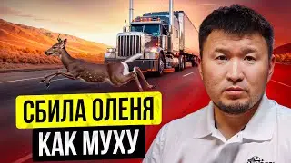 Дальнобойщик сбил ОЛЕНЯ как МУХУ! Разбор АВАРИЙ 2024