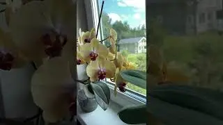 Свет для орхидей