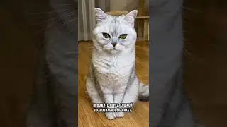 Тест на интеллект для твоего кота 