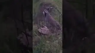 Ана Ира кабк Меган хониши кабк хангоми шикор н нуробод