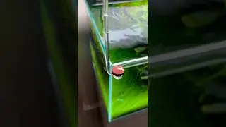 How do plants look this good 💚 because of CO2 injection