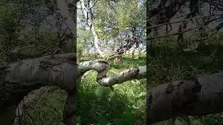 Z берёза