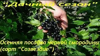 Осенняя посадка черной смородины
