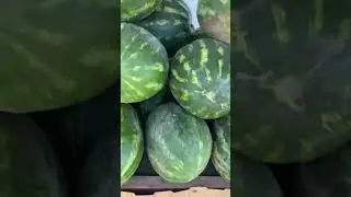 по ПИСЯТ 🍅 #помидоры #овощи #краснодарскийкрай #переезднаюг #живёмирадуемся #россия #вкусно