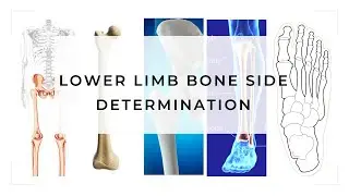 Side Determination of Lower Limb bones 