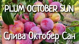 Найсмачніша серед пізніх диплоїдних слив / Слива Октобер Сан
