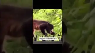 В 2023году обезьяны с яндекс-навигатор ходят🤣. 