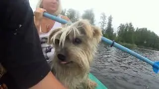 Умер пес.Память о нашей любимой собаке.