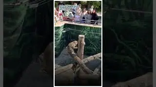 Обезьяна проглотила айфон