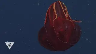 Weird and Wonderful: The bloody-belly comb jelly, a deep-sea fireball