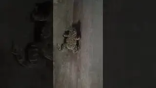 Лягушка скалолаз🐸