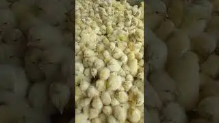 Скоро 100 000 подписчиков 🔥🔥🔥 всем будут подарки 🤯🤯🤯