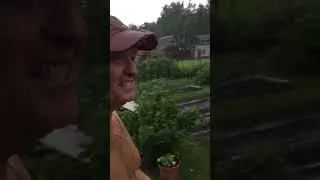 #shorts искупался под дождем и градом На даче Алтайский край 25.06.2024