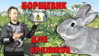 Борщевик для кроликов
