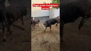 Özgür kalan buzağılar cıldırdı #buzağı #animals #inek #kurbanlıkfiyatları #hayvancılık #ineksesi