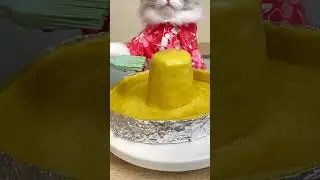 Puff's fashioning the iconic Nachos Hat from Despicable Me 2! 🐱 