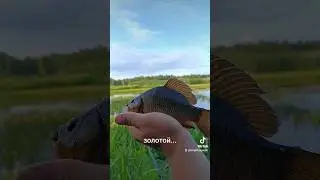 #золотой