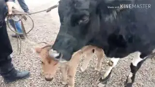 Чуст мол бозори