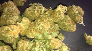 Master Kush Strain HD
