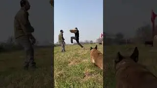Dogs are our most loyal partners🐕😂🤣