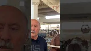 Co daje nam praca na genetyce w hodowli bydła?