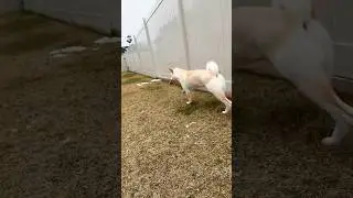 The foot steps of pure joy from a Shiba Inu