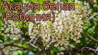 Акация белая (Робиния) (robinia pseudoacacia robiniya) 🌿 обзор: как сажать, саженцы акации (Робиния)