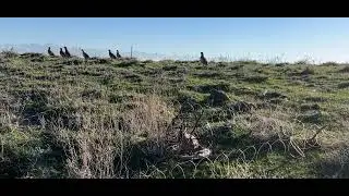 Охота на кекликов. Шикори кабк
