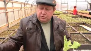 Видеоматериал о выращивании салата. Рассадный метод.