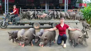 Selling Herd Of 800KG Pigs Each After 4 Month Of Raising, Use Truck Transport Pig Go To Market Sell