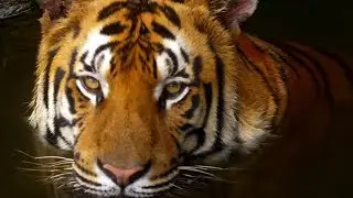 10 Incredible 4K (Ultra HD) Videos