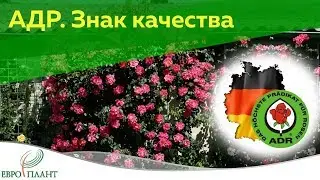Что такое розы ADR?