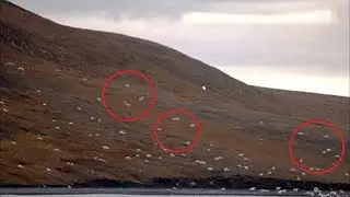 Tourists thought they saw sheep, but you can't even imagine who IT was!