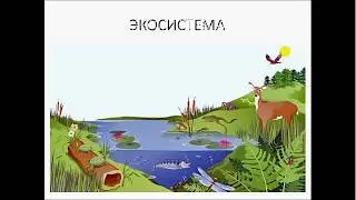 Разбор части С 5 ЕГЭ по биологии. Задача 8. Подготовка к ЕГЭ и ОГЭ по биологии