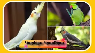 Կարելլա և Կրամերա