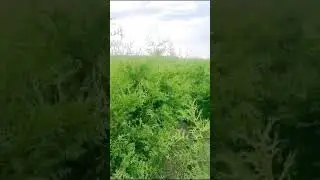 Туя Брабант 160-180см
