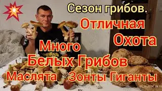 БЕЛЫЕ ГРИБЫ, МАСЛЯТА, ЗОНТЫ ГИГАНТЫ, ПОЛЯКИ. СЛАВНАЯ ТИХАЯ ОХОТА МАСА АДРЕНАЛИНА, КАЙФА.