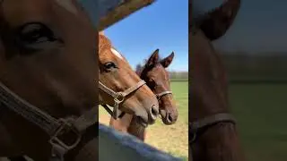 Is there any better season than foaling season?! 🐴 #kentucky #foals #horses #thoroughbred
