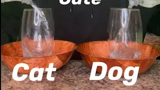Cats Vs Dogs 