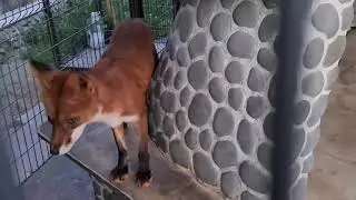 Лисы в зоопарке. Foxes at the zoo.