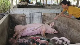 The sow gave birth, the sow refused and attacked the newborn piglets. What to do? (Ep 291)