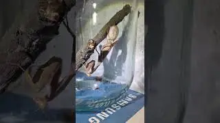 Богомол 😱😱😱 роды состоялись 🤘🤘🤘