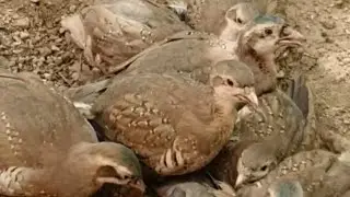 Кабкчуча Keklik Чучахои хонаги аз Узбекистон 👍👍