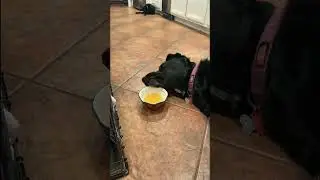 Lazy Dog Licks Soup